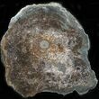 Pyritized, Sliced Ichthyosaur Vertebra - Great Cell Structure #29771-2